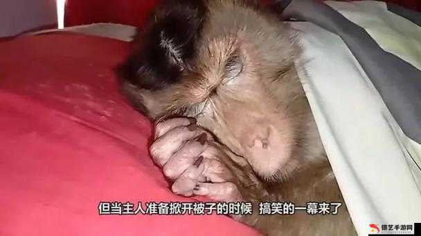 二人生猴子全程不盖被子黄：探索激情与亲密的边界